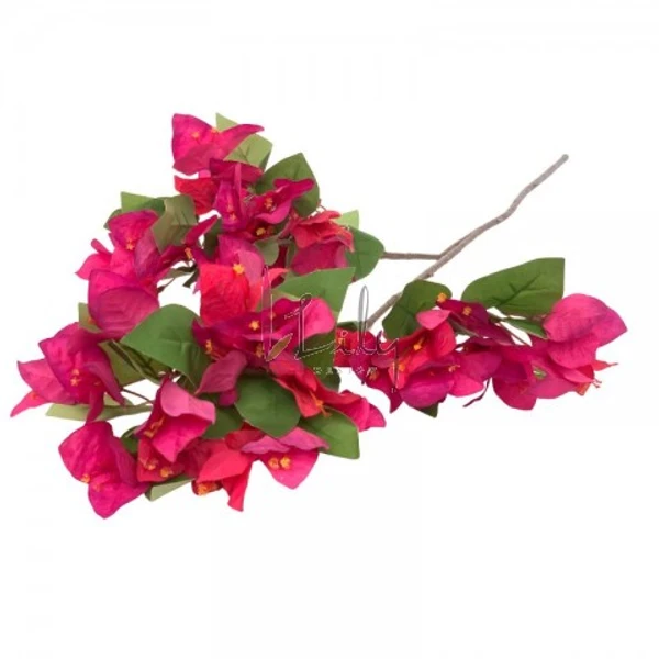GALHO DE BOUGAINVILLE ROXO LILY